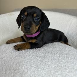 Dachshund and French Bulldog Puppies from AZ Royal Doxies llc