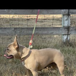 Boston Terrier and French Bulldog Puppies from High Plains