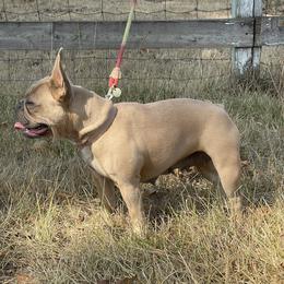 Boston Terrier and French Bulldog Puppies from High Plains