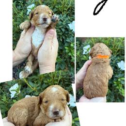 Amy - Red  female Goldendoodle puppy in Chattanooga, Tennessee from Scenic City Doodles