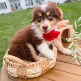 Musky Aussiedoodle in Harrisonburg Va - Red phantom female Aussiedoodle puppy in Harrisonburg, Virginia from Curlytail Doodles