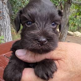 Alice  AKC Chocolate Liver Miniature Schnauzer - Liver female Miniature Schnauzer puppy in Saratoga Springs, Utah from Happy Beard Schnauzers