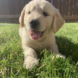 Golden Retriever Puppies from Castle Country Companions