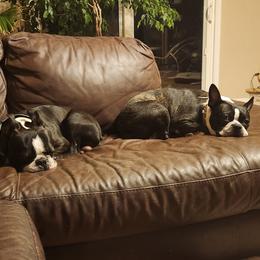 Boston Terrier Puppies from VALERIE GRAPENTINE