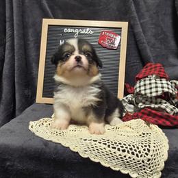 2 yellow collar girl - Black and tan female Pembroke Welsh Corgi puppy in Harrisburg, Illinois from Parish Corgis