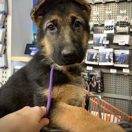 Sadie - Black and red female German Shepherd puppy in Grand Junction, Colorado from Sonnenfeld Shepherds