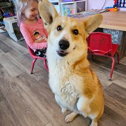 Gibby - Pembroke Welsh Corgi