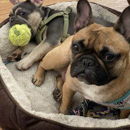 French Bulldog All Grown Up from Kickz Frenchies