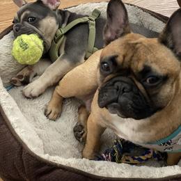 French Bulldog All Grown Up from Kickz Frenchies
