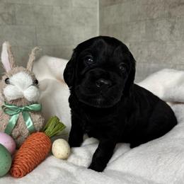 Fern - Black male Goldendoodle puppy in Charlotte, North Carolina from Hopeful Heart Doodles