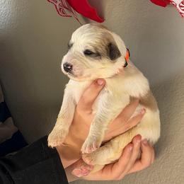 Vern- orange - Badger male Colorado Mountain Dog puppy in Cotopaxi, Colorado from Once Upon A Moose (OUM)