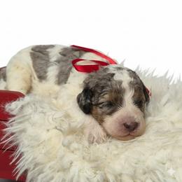 Duke - Merle male Springerdoodle puppy in Fargo, North Dakota from Dakota SpringerDoodles