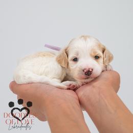Miss Purple - Parti female Labradoodle puppy in Travelers Rest, South Carolina from Doodles of Love Labradoodles