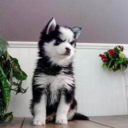 Pomsky Puppies from Arctic Star Pomskies