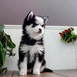Pomsky Puppies from Arctic Star Pomskies