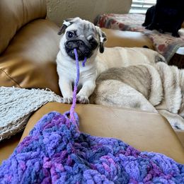 Pug Puppies from Harmony Pugs
