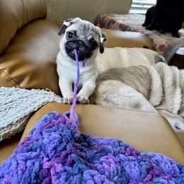 Pug Puppies from Harmony Pugs