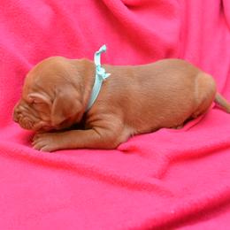 Vizsla Puppies from Summit Vizsla (we can deliver to you)