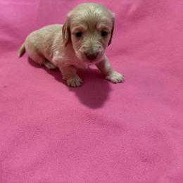 Elsa - Cream female Dachshund puppy in Booneville, Mississippi from Haley's Dachshunds