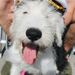 Old English Sheepdog Puppies from Sapphire Eyes Sheepdogs