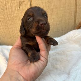 Chocolate and tan longhair male - Chocolate and tan male Dachshund puppy in Manteca, California from Sweet and Low Dachshunds