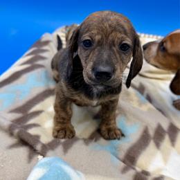 Brindle Male - Brindle male Dachshund puppy in Spanaway, Washington from 11 Oaks Kennels