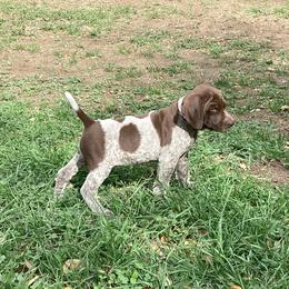 German Shorthaired Pointer Puppies from Hunting S Kennel