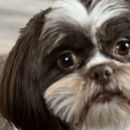 Aussiedoodles, Australian Shepherds, Shihpoos, and Shih Tzus from Rockiń N Kennel