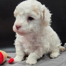 Jack - White male Poodle puppy in Walterboro, South Carolina from Puddlejumpers