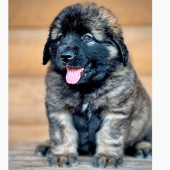 Sirius - Reddish brown male Leonberger puppy in Clarksville, Tennessee from Easter Acres