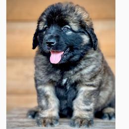 Sirius - Reddish brown male Leonberger puppy in Clarksville, Tennessee from Easter Acres