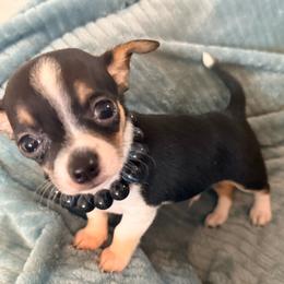 Sinatra AKC - Black and tan male Chihuahua puppy in Seneca, Missouri from Stephanie’s Puppy Colony