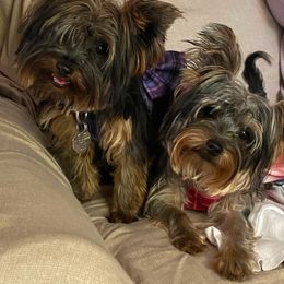Yorkshire Terrier All Grown Up from Elizabeth Logan