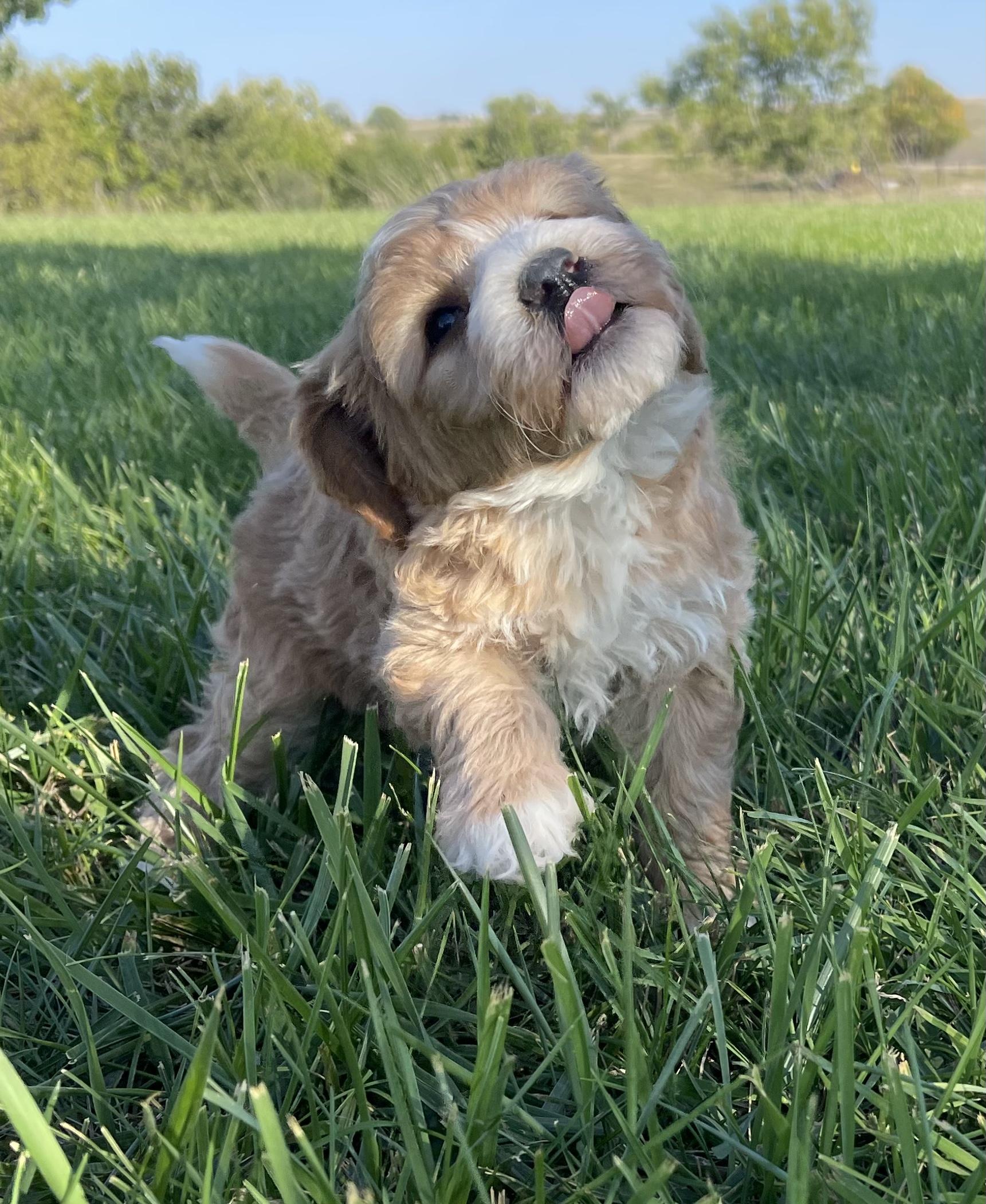 Pile Family Goldendoodles in Nebraska Bernedoodle puppies Good Dog
