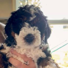 Millie - Tri-color female Bernedoodle puppy in Auburndale, Florida from Florida Mini Bernedoodles