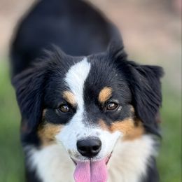 Ziggy - Miniature American Shepherd