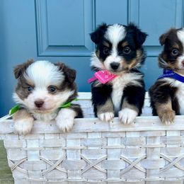 Toy Australian Shepherd Puppies from A&W Toy Aussies & Corgis