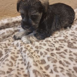 Lulu - Salt and pepper female Miniature Schnauzer puppy in Warrenville, South Carolina from All Paws Pet Resort