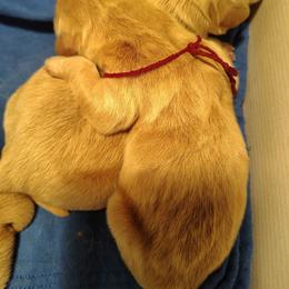 Red collar - boy - Golden male Golden Retriever puppy in Bethel, Ohio from Agnes' Golden Retrievers