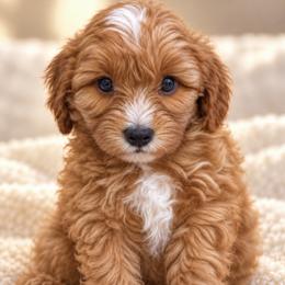 Theo - Red male Cavapoo puppy in Theodore, Alabama from Horton & Co. Cavapoos