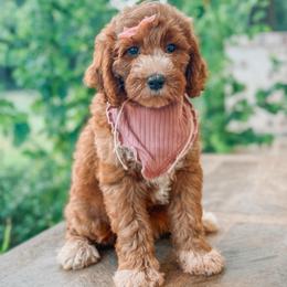 Louise - Red  female Goldendoodle puppy in Iola, Texas from Supreme Doodles of Texas