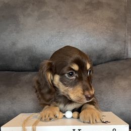 Lily - Chocolate and tan female Dachshund puppy in Stuart, Iowa from Johnson Family Corgis and more