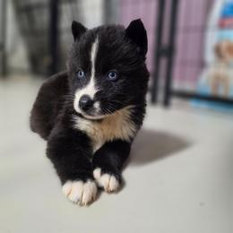 Eren - Black and white male Siberian Husky puppy in Buckeye, Arizona from Anime Huskies