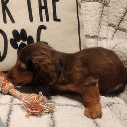 Dachshund Puppies from Darling Dachshunds