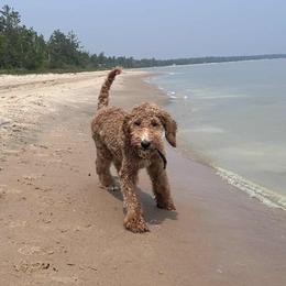 Goldendoodle Puppies from Hannah Mae Doodles