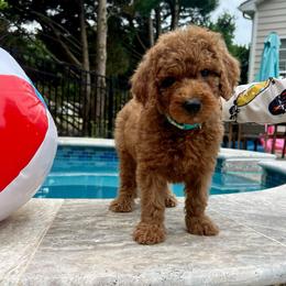 Teal - Red  male Goldendoodle puppy in Indian Trail, North Carolina from Castleberry Doodles and Poodles