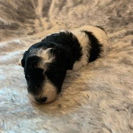Amber - Parti female Poodle puppy in Haddam, Kansas from Golden B Acres