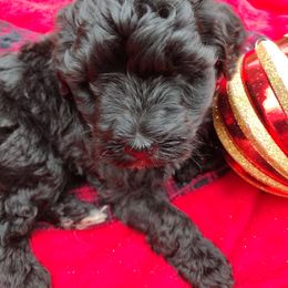 B1 - Black and white male Aussiedoodle puppy in Silsbee, Texas from Jeanah's Pups