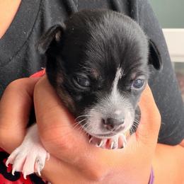 Jill - Black and white female Chihuahua puppy in Georgia/Florida, Florida from Fiesta Pups