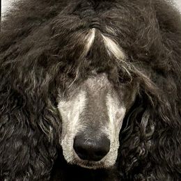Sauvage - Poodle